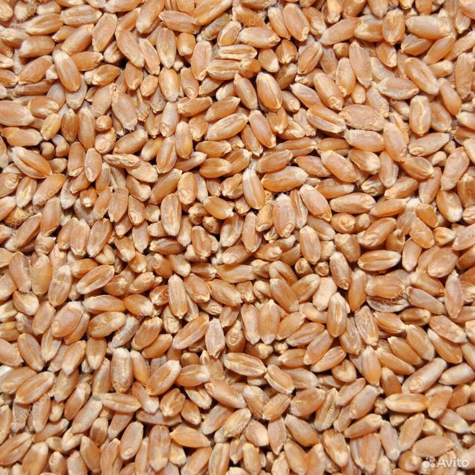Зерно, фураж, пшеница купить на Зозу.ру - фотография № 1