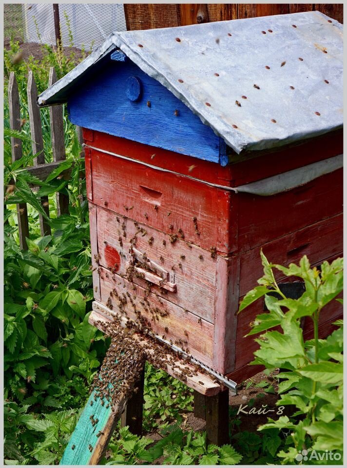 Продам пчёл в комплекте купить на Зозу.ру - фотография № 1