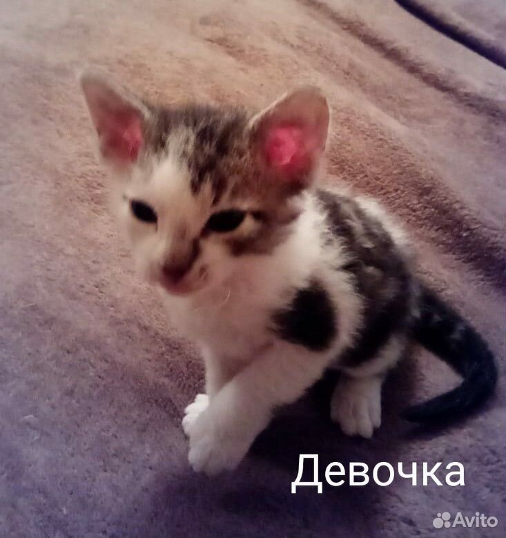 Котята донских сфинксов купить на Зозу.ру - фотография № 3