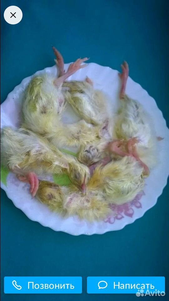 Cуточный зaмоpожeнный цыпленок на корм xищникам купить на Зозу.ру - фотография № 1