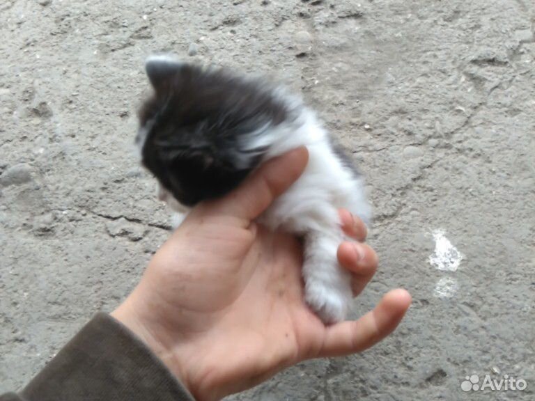 Отдадим в хорошие руки трёх котят купить на Зозу.ру - фотография № 3
