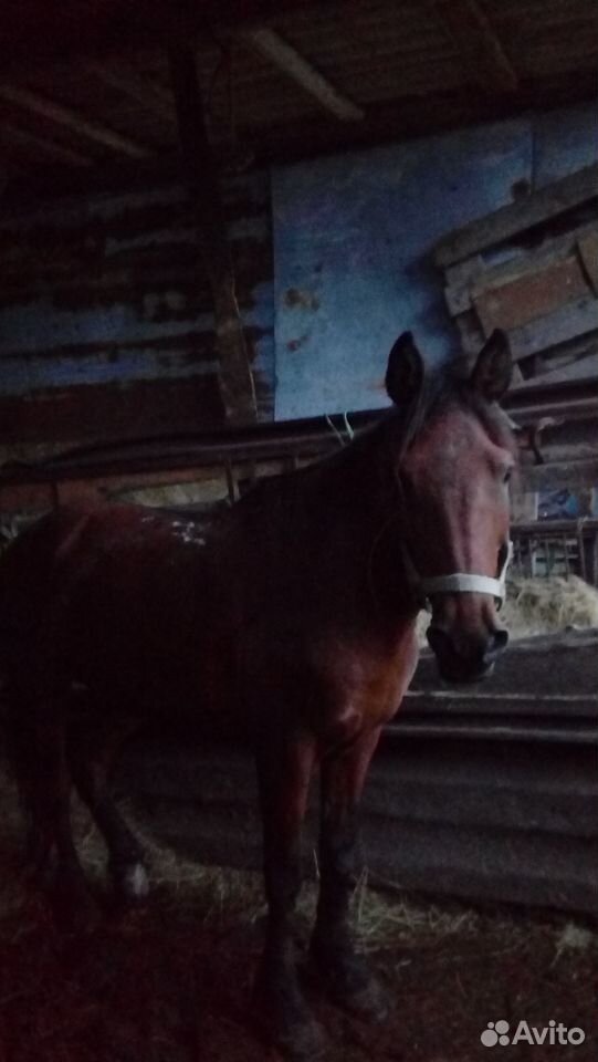 Продаются лошади и жеребята купить на Зозу.ру - фотография № 2