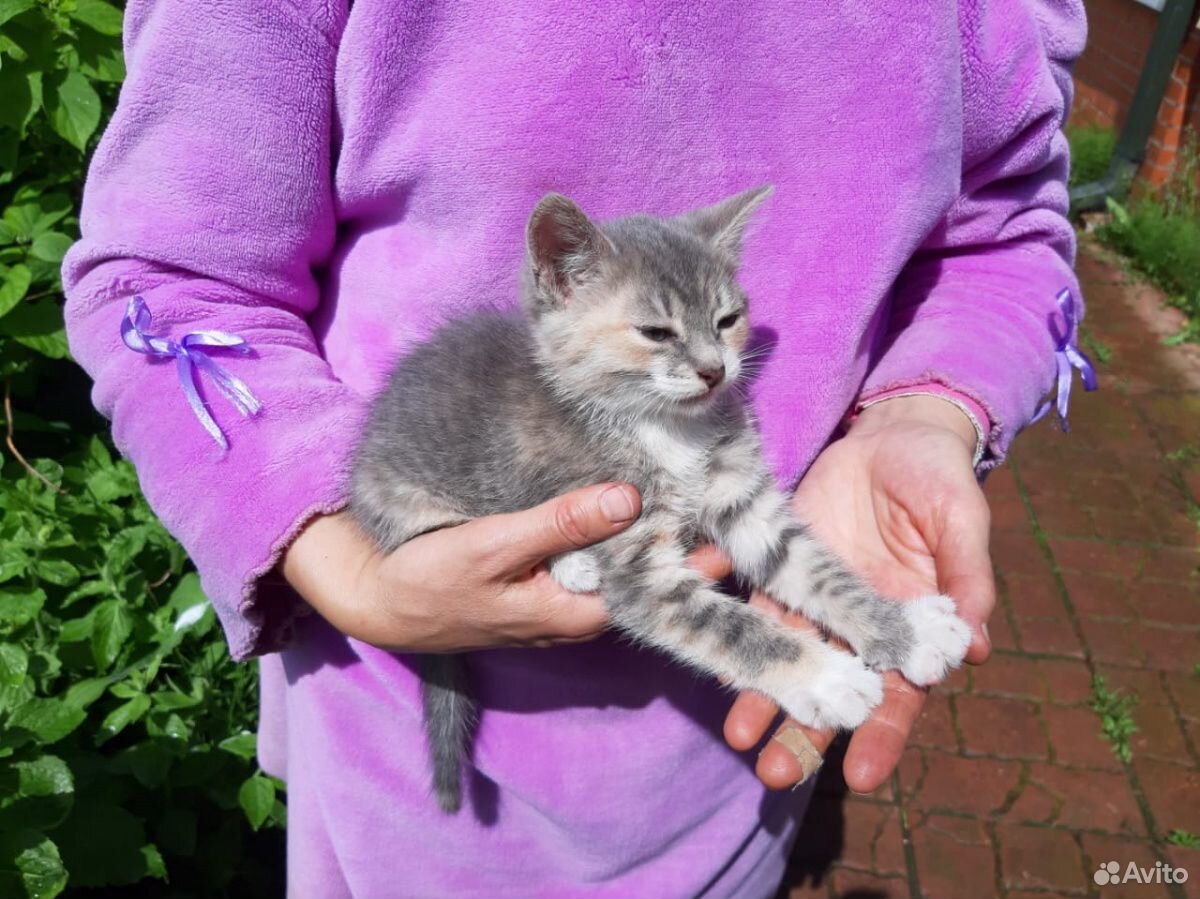 Котёнок девочка 3 месяца купить на Зозу.ру - фотография № 2