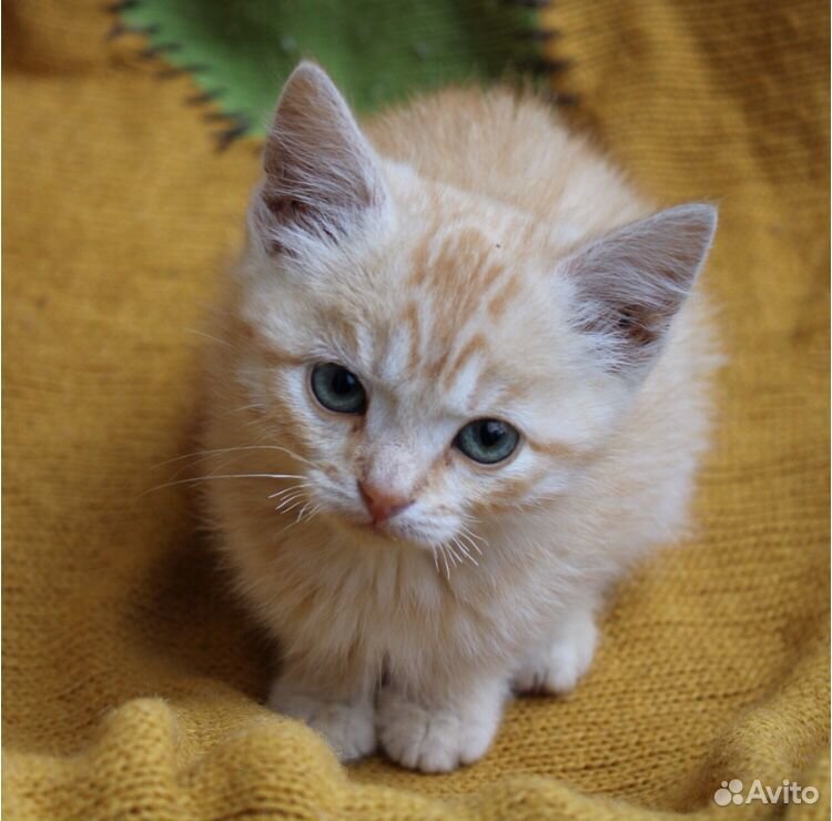 Маленький котик купить на Зозу.ру - фотография № 3