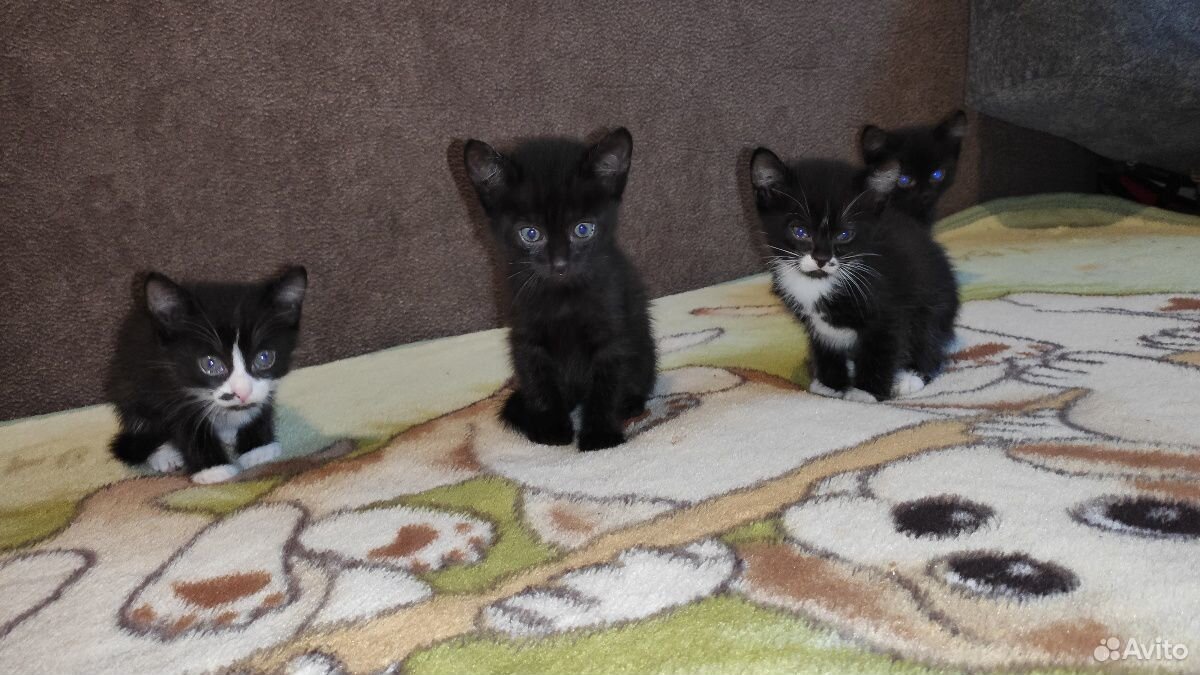 Котята смешанные чёрно-белые и чёрные от британско купить на Зозу.ру - фотография № 1