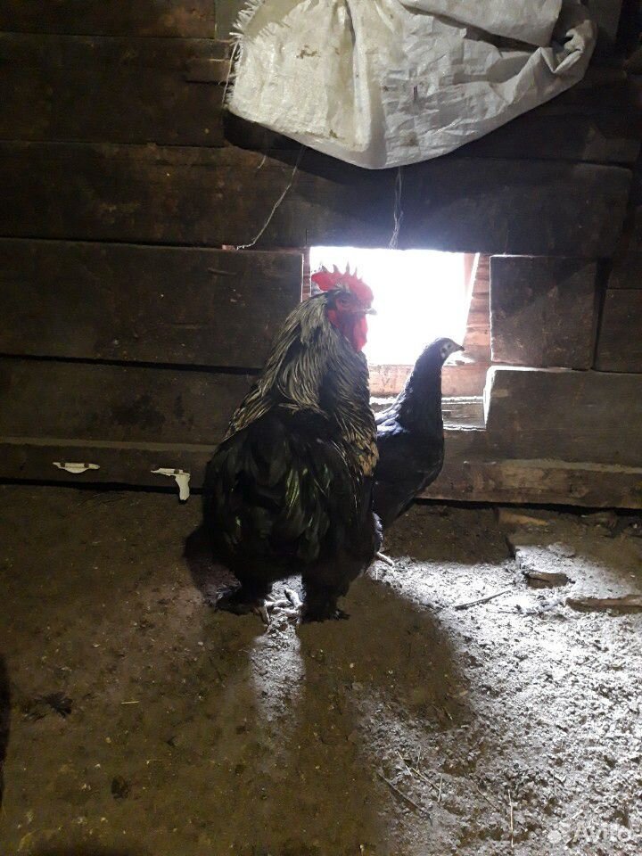 Цыплята брама купить на Зозу.ру - фотография № 4