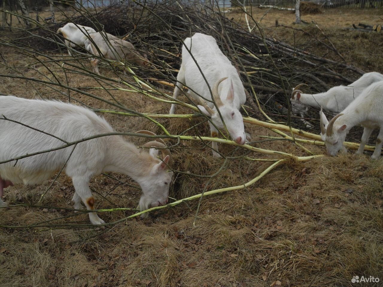 Купить Козу Хабаровский Край