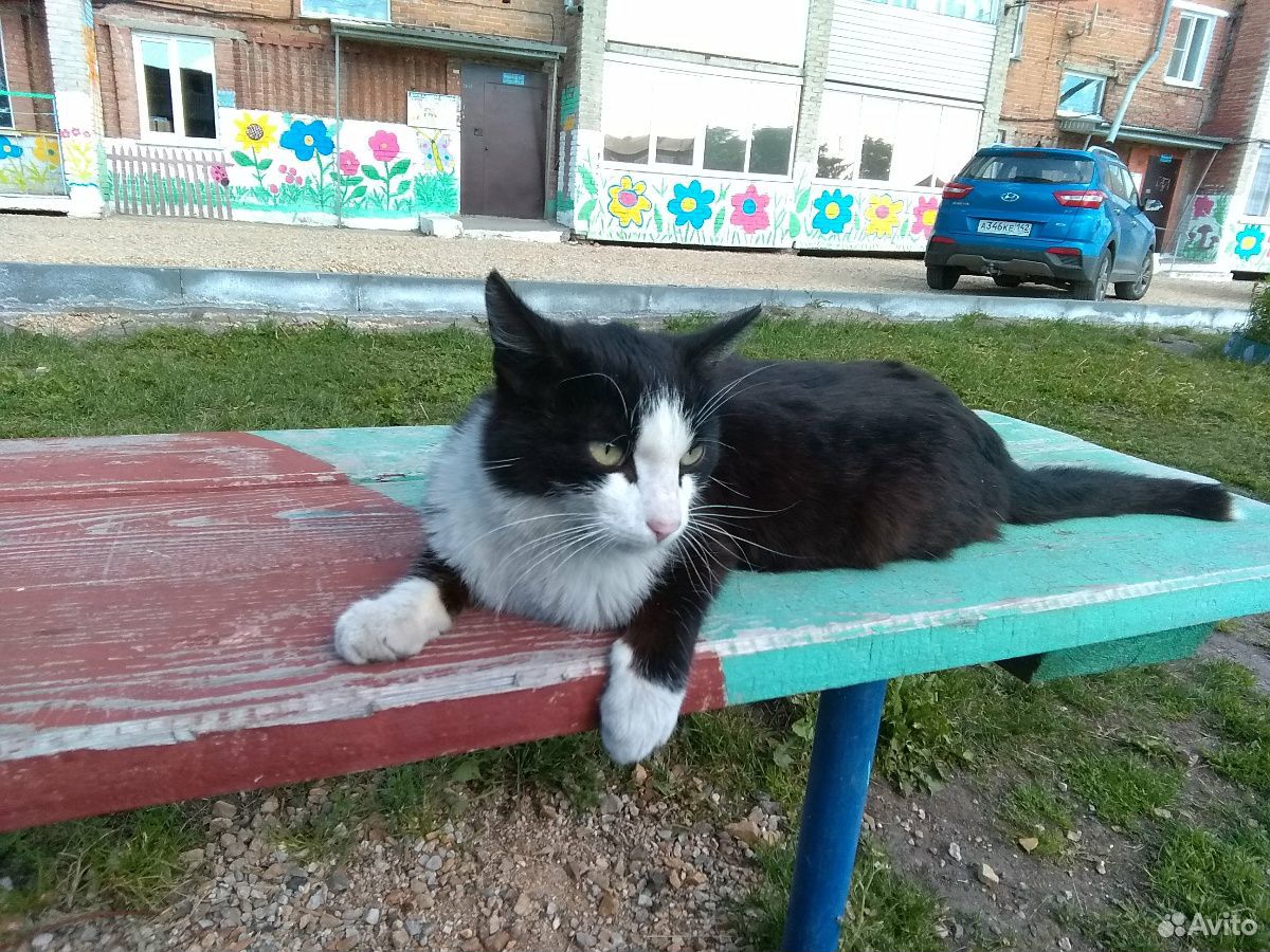 Бесплатно отдам кота в Мариинске купить на Зозу.ру - фотография № 3