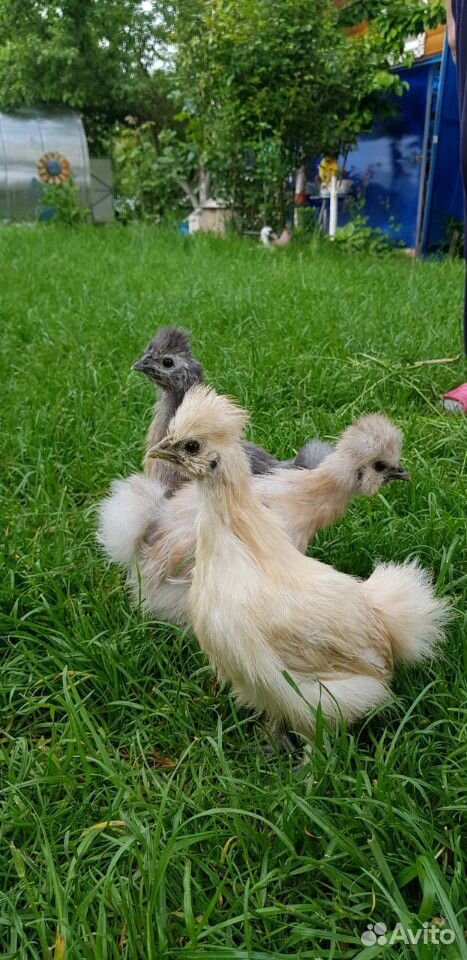 Китайские шелковые цыплята купить на Зозу.ру - фотография № 3