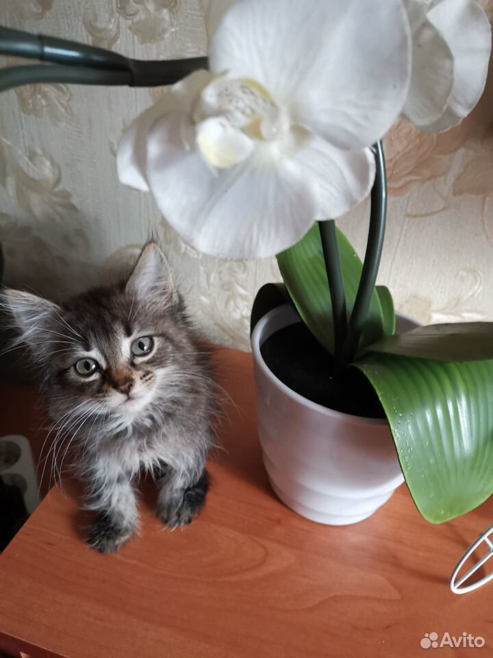 Котята в новый дом купить на Зозу.ру - фотография № 2