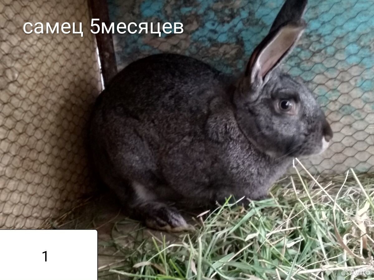 7-8 месячные кролики купить на Зозу.ру - фотография № 1