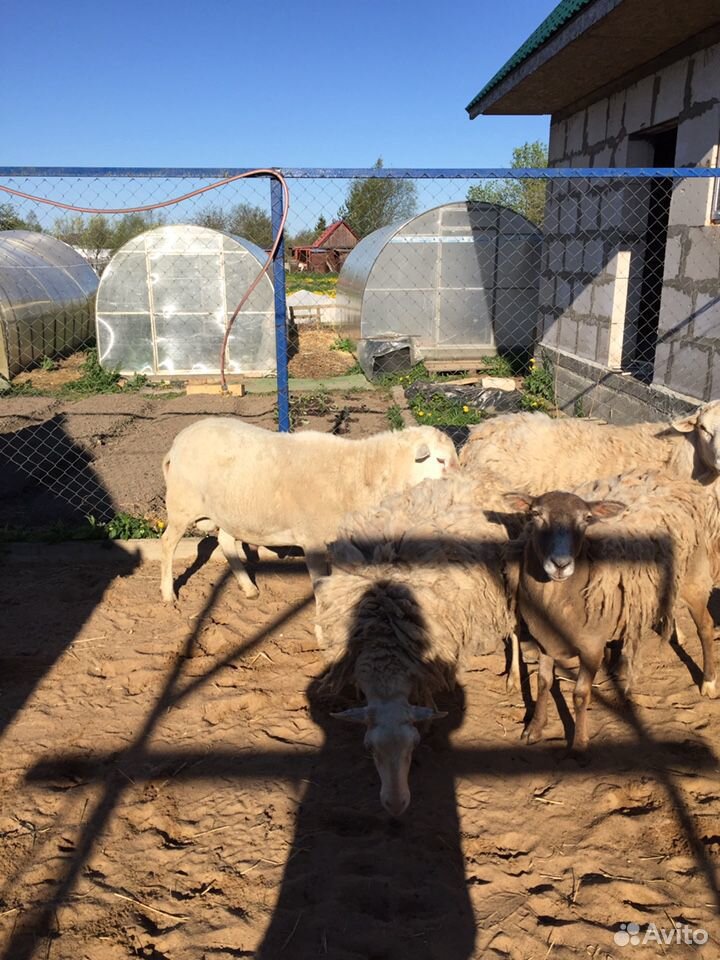 Катумские овцы купить на Зозу.ру - фотография № 7