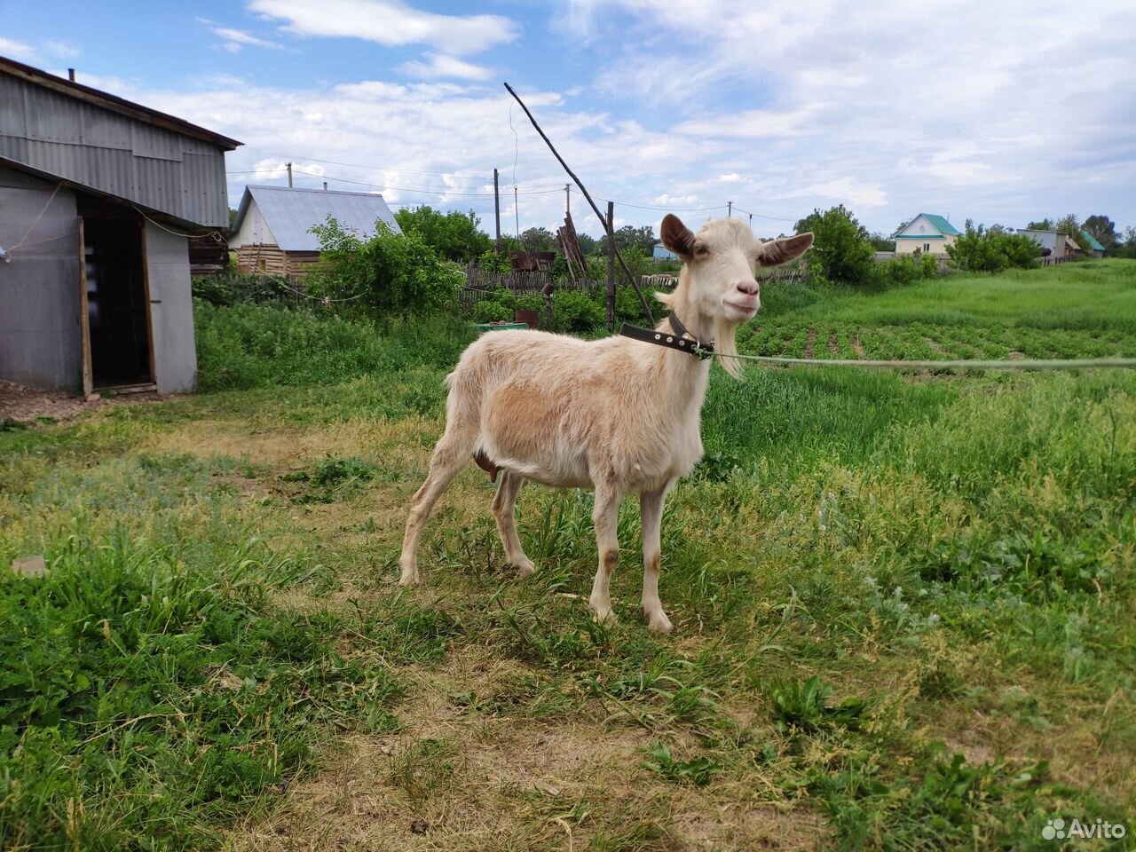 Зааненская дойная коза купить на Зозу.ру - фотография № 2