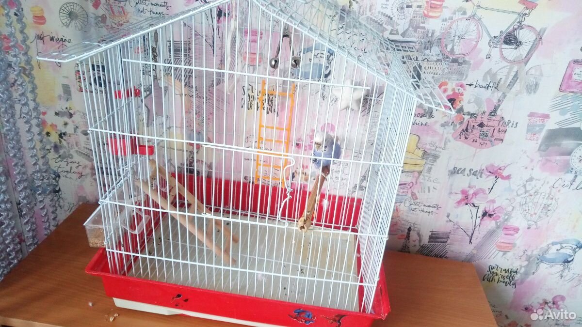 Волнистый попугай с клеткой купить на Зозу.ру - фотография № 3