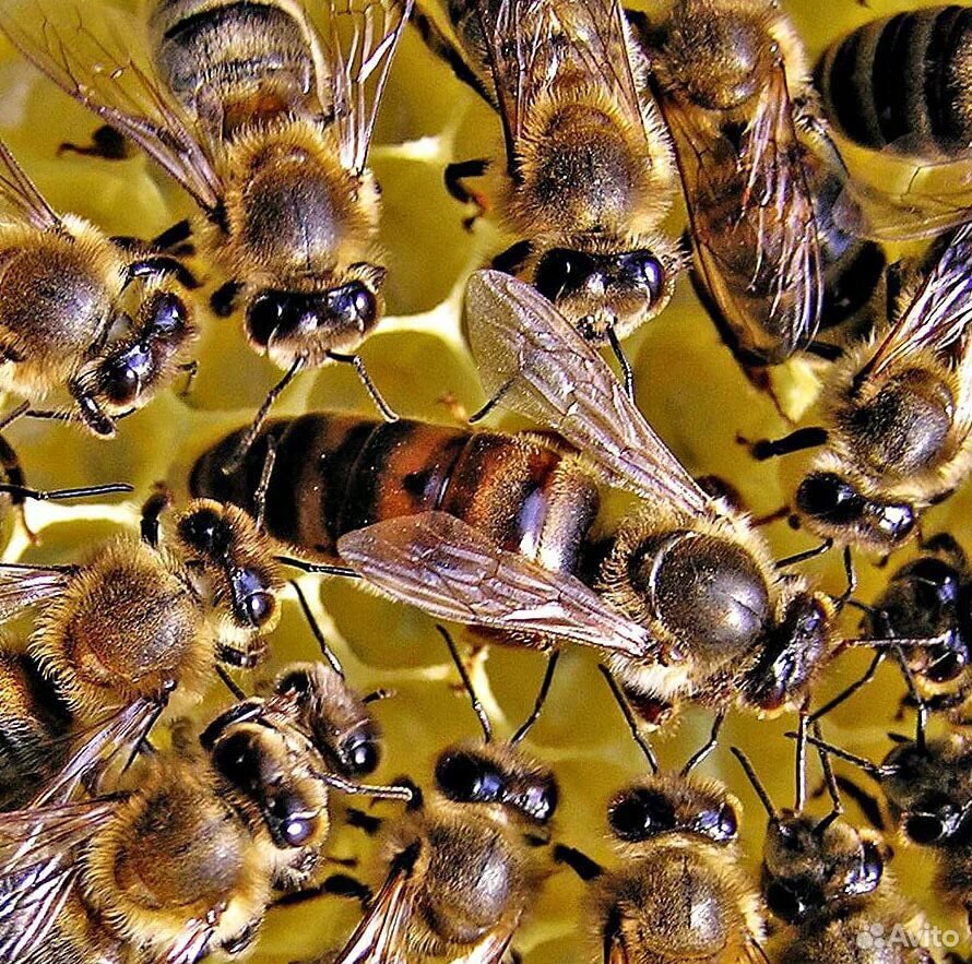 Пчелы семья Карника Карпатка купить на Зозу.ру - фотография № 1
