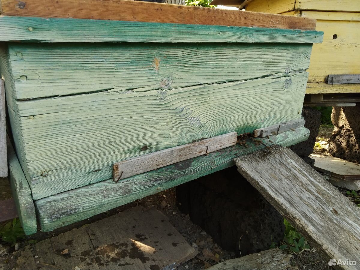 Пчёлы с уликами купить на Зозу.ру - фотография № 4