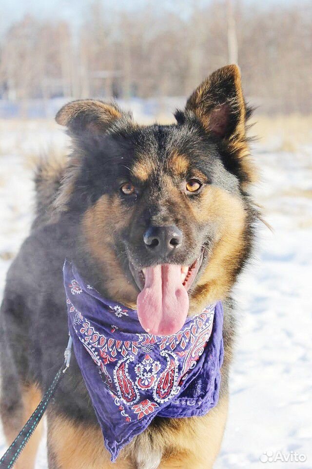 Молодой активный пёс Дени купить на Зозу.ру - фотография № 5