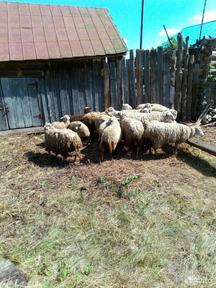 Бараны овцы купить на Зозу.ру - фотография № 3