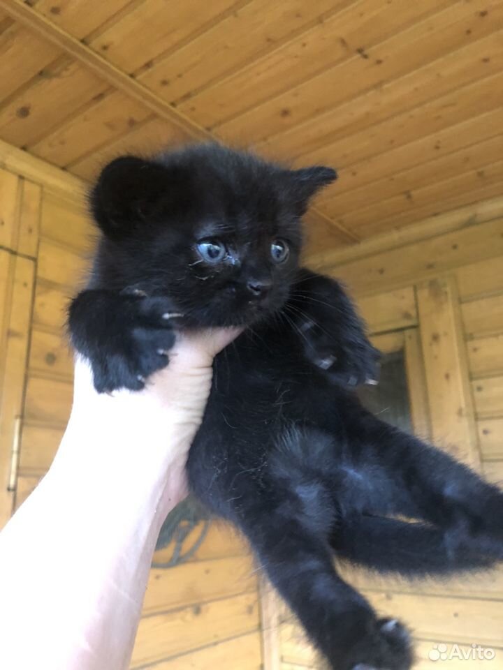 Чёрный котёнок купить на Зозу.ру - фотография № 2