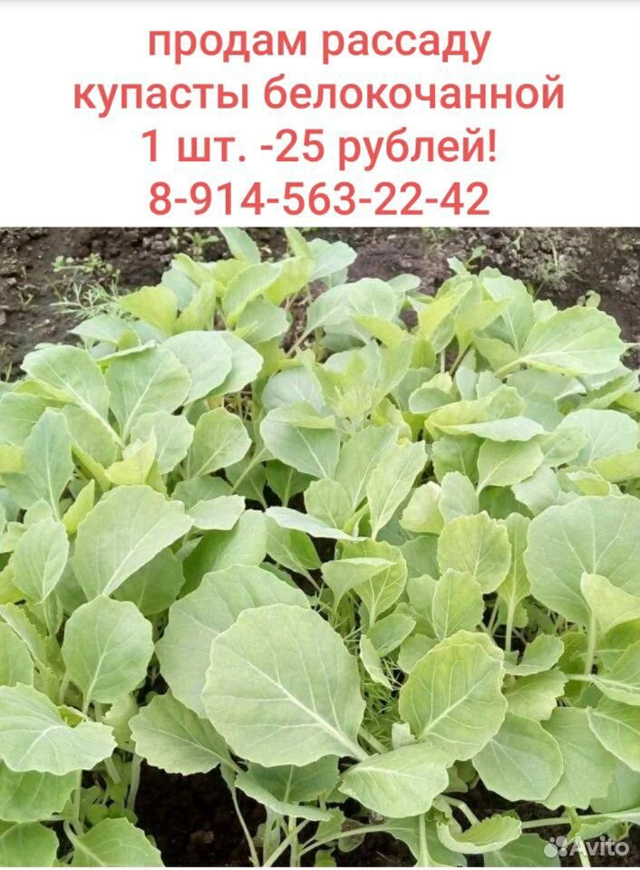 Рассада капусты купить на Зозу.ру - фотография № 1