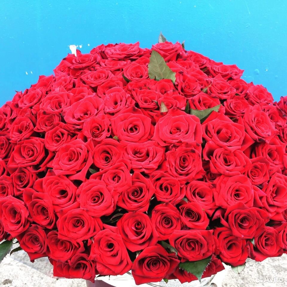 101 роза купить на Зозу.ру - фотография № 5