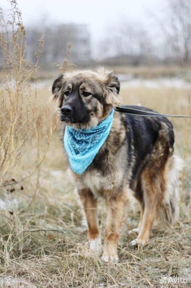 Чудесная собака Шерри для семьи в добрые руки купить на Зозу.ру - фотография № 1
