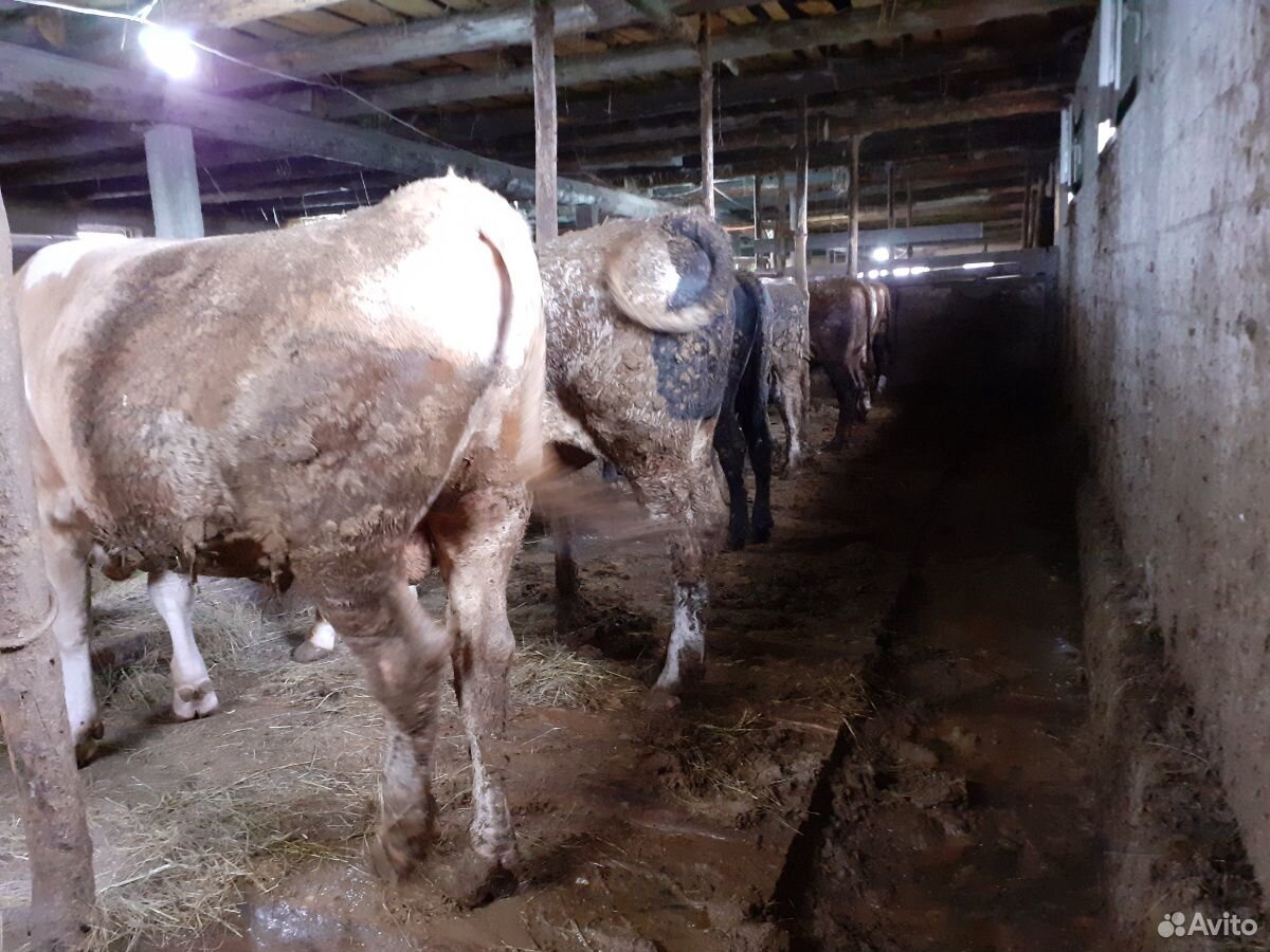 Бык корова бычок тёлка купить на Зозу.ру - фотография № 3
