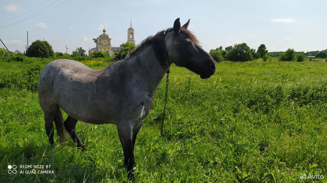 Продается лошадь купить на Зозу.ру - фотография № 3
