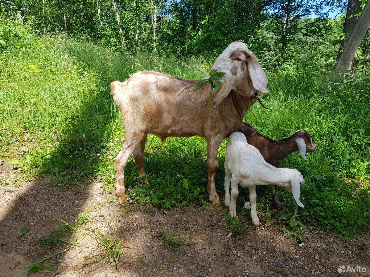 Нубийские козы купить на Зозу.ру - фотография № 4