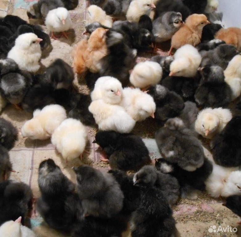 Суточные цыплята пород даминант купить на Зозу.ру - фотография № 3