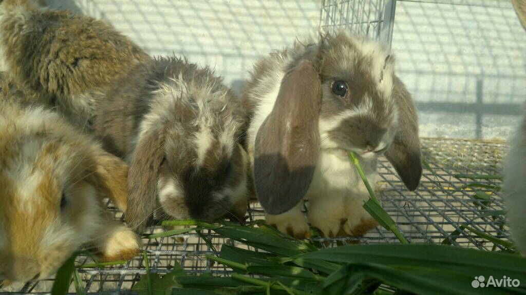 Французский баран кролики купить на Зозу.ру - фотография № 4