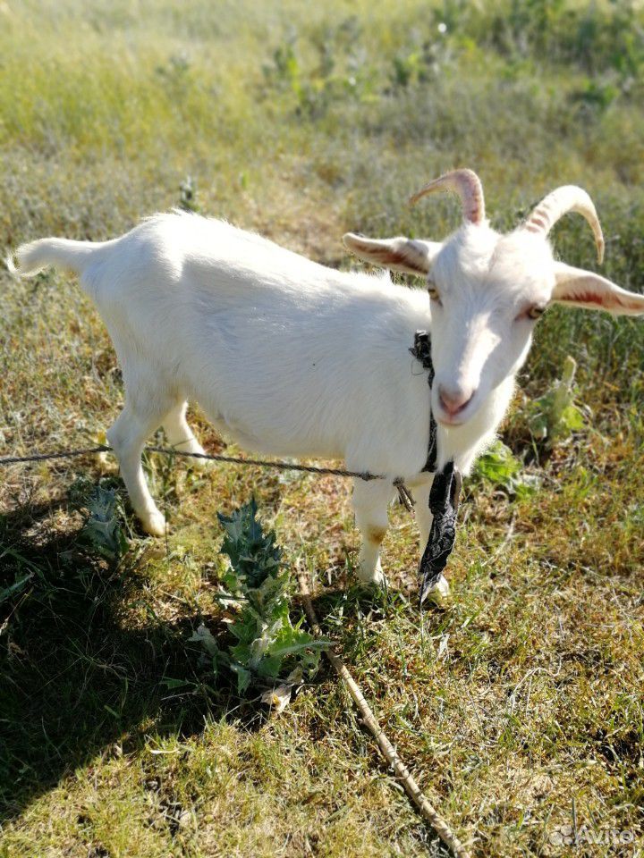 Годовалые козы и козлята купить на Зозу.ру - фотография № 2