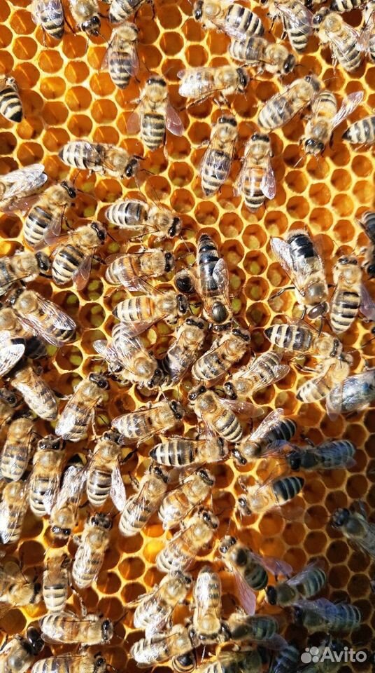 Плодные пчеломатки 2020 года купить на Зозу.ру - фотография № 4