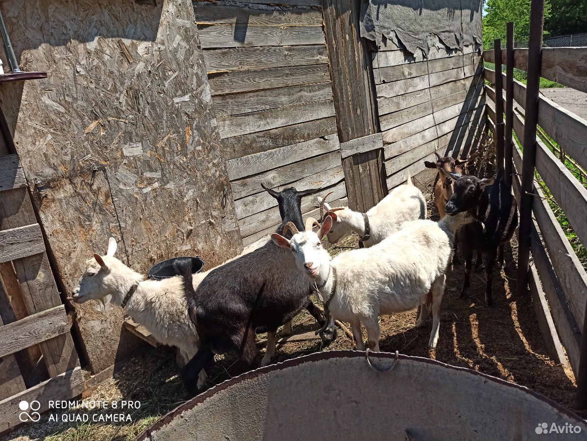 Дойные козы продам купить на Зозу.ру - фотография № 2