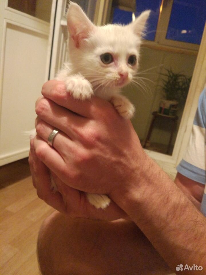 Белый котенок-девочка в добрые руки купить на Зозу.ру - фотография № 2