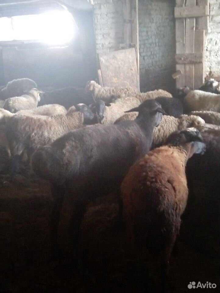 Бараны овцы ягнята купить на Зозу.ру - фотография № 2