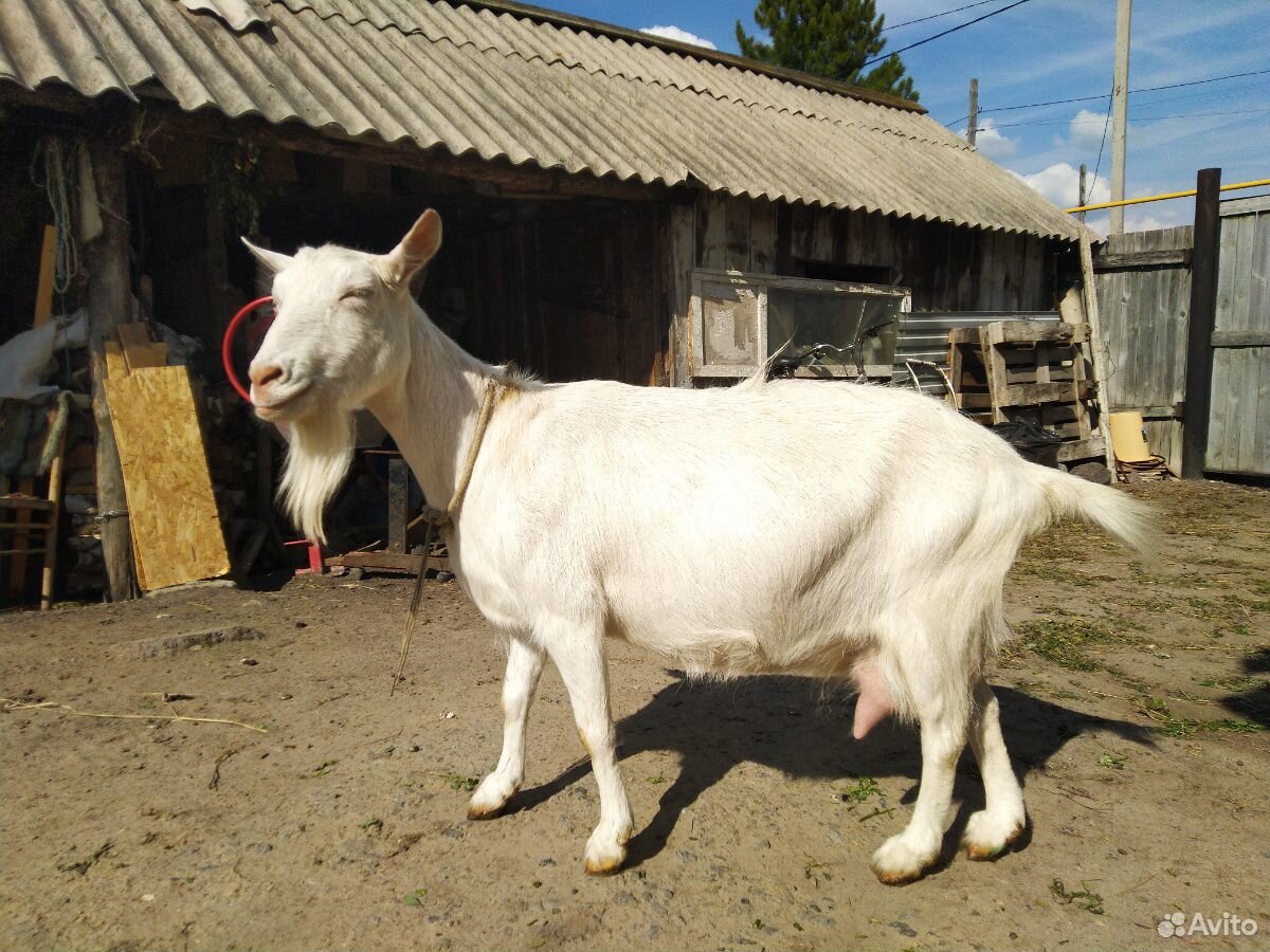 Коза зааненской молочной породы купить на Зозу.ру - фотография № 2