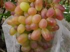 Саженцы винограда разного возраста объявление продам