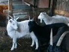 Животные козы молочной немецкой породы объявление продам