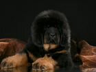 Продаются щенки Тибетского мастифа объявление продам