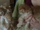 Сибирские котята в добрые руки объявление продам