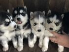 Продаются собаки,породы Сибирский хаски объявление продам