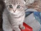 Продаю британских вислоухих котят, им 2 месяца чтс объявление продам