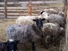 Кобыла, жеребок, бычки, овцы, поросята объявление продам