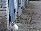 Сиамская кошка,7месяцев.Живет в холодном гараже,по объявление продам