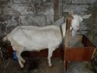 Дойная коза разный возраст объявление продам