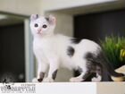 Котёнок с ушками-завитушками объявление продам