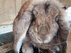 Кролики породы Французский баран объявление продам
