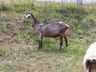 Англо-нубийская коза(100) объявление продам