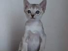 Сингапура, миниатюрные котики объявление продам